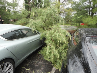 Illustration for article titled Yeah, That's A Tree On An Aston Martin Rapide